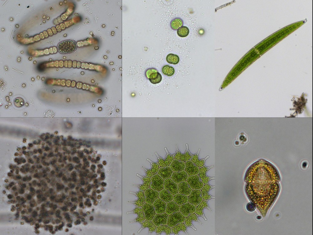 Diverse phytoplankton in Loch Leven