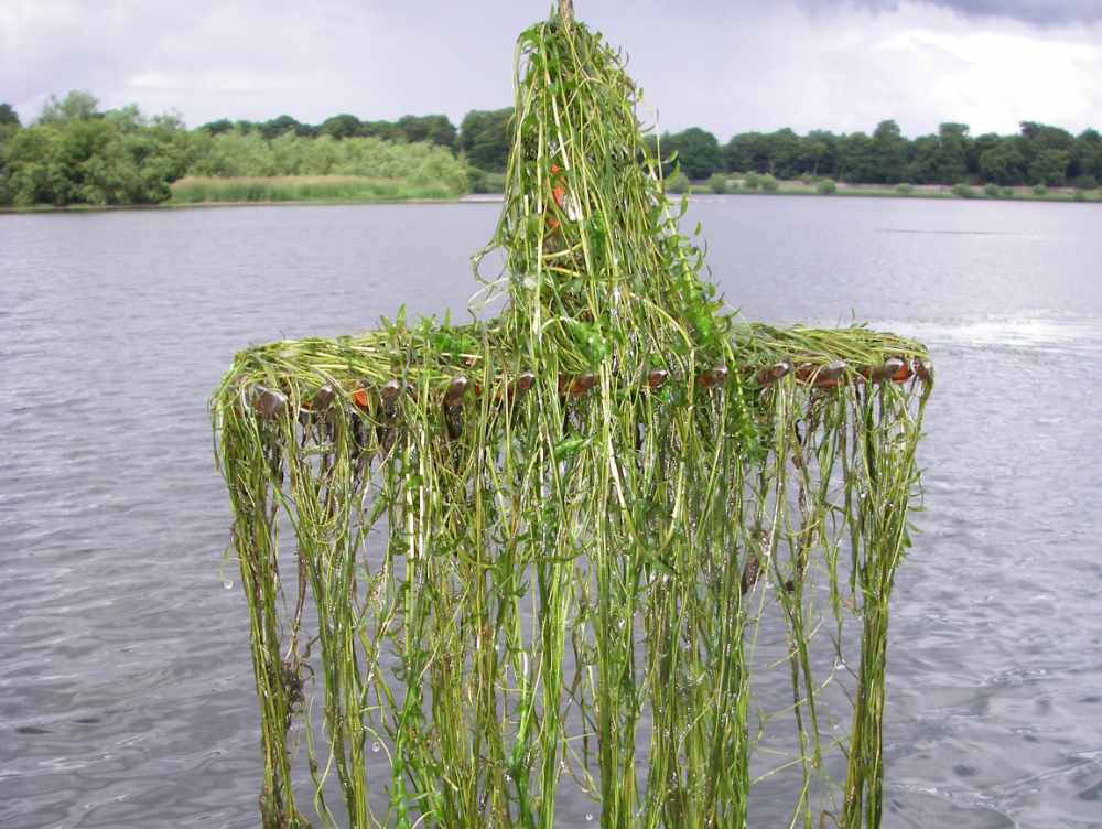 Aquatic plant survey using a rake.
