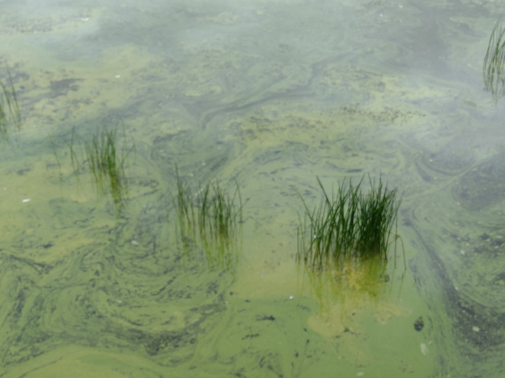 Cyanobacterial scum